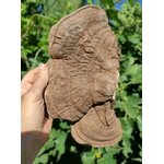 RE50-03 - Teinture Reishi 50 ml