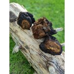 CHA50-02 - Teinture Chaga 50 ml