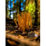 Prise de vue macro dun champignon corallien jaune vif poussant sur le sol de la forêt