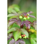 Gros plan éclatant de fruits verts sur une plante aux feuilles violettes et vertes frappantes
