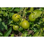 Photos gratuites de @extérieur, agriculture, agrume