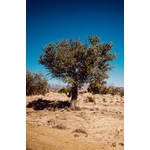 Photos gratuites de arbre, arbuste résilient, aride