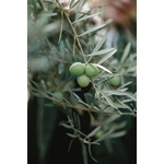 3662-cs400-photos-gratuites-de-agriculture-angiospermes-arriere-plan-flou