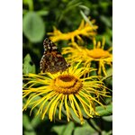 Photos gratuites de ailes, antenne, arthropode