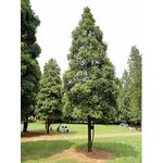 HEFOHO10-03 - HE Bois de Siam