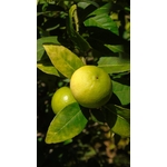 Photos gratuites de agriculture, agrumes, aliments