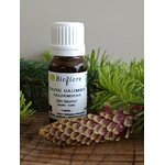 HEABBA10-02 - HE Sapin Baumier