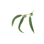 EURA-0321-03-Eucalyptus radiata 10 ml