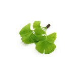 ginkgo-biloba-macerat-de-bourgeons-bio (3)