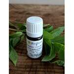HELICIB2-05 - HE Verveine Odorante 2.5 ml