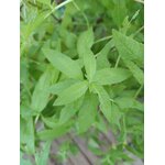 Verveine 3