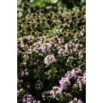 Photos gratuites de abondance, beauté naturelle, biome