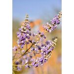 Photos gratuites de asie, beauté du jardin, beauté naturelle