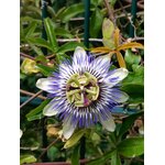 Photos gratuites de @extérieur, art floral, beauté de la flore