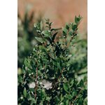 Photos gratuites de arbuste, beauté naturelle, bio