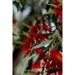 Photos gratuites de amérique du sud, arrangement floral, arrière-plan