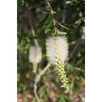 Vue détaillée dune fleur de goupillon blanche (Melaleuca) avec un feuillage vert en arrière-plan