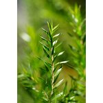 Gros plan macro détaillé de feuilles de romarin fraîches aux couleurs vertes éclatantes, parfait pour les thèmes liés à la nature et à la botanique