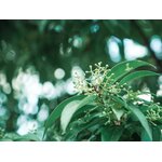 Photos gratuites de @extérieur, arbustes, arrière-plan flou