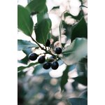 Gros plan détaillé de baies noires et de feuilles vertes dans un cadre naturel extérieur