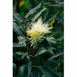 I150-03 - HE Niaouli 10 ml