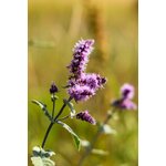Photos gratuites de arrangement floral, beauté naturelle, belle nature