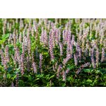 Champ luxuriant de plantes à fleurs violettes se prélassant au soleil, créant une scène sereine et pittoresque