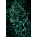 Photos gratuites de @extérieur, à feuilles persistantes, arbre