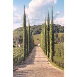 Chemin de vigne ensoleillé bordé de grands cyprès à Bento Gonçalves, au Brésil