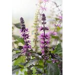 Photos gratuites de aménagement paysager, basilic, basilic en fleurs