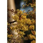 Des fleurs dun jaune éclatant sépanouissent sur une branche darbre, baignées de lumière solaire