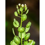 Photos gratuites de à base de plantes, botanique, bourse à pasteur
