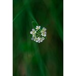 Un gros plan détaillé dune fleur de Bourse à Pasteur en fleurs sur un fond vert luxuriant