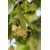 Gros Plan D'une Abeille Assise Sur Une Fleur