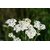 Photographie Sélective De Fleurs Pétales Blanches Pendant La Journée
