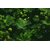 Photos gratuites de alchemilla vulgaris, bio, brillant