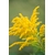 Gros plan d'une fleur de verge d'or jaune vif avec une abeille dans un jardin parisien