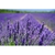 2678-cs400-photographie-de-mise-au-point-de-fleurs-petales-pourpres