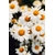 Photo Gros Plan De Fleurs De Marguerite Blanche