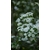 Capture détaillée de fleurs d'aubépine en fleurs au milieu d'une verdure luxuriante, parfaite pour les amoureux de la nature