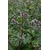 Photos gratuites de à base de plantes, appareil photo reflex numérique, arctium