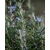 Romarin en fleurs