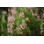 Gros plan de la bruyère en fleurs dans les Highlands écossais, présentant des fleurs roses vibrantes