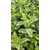 Photos gratuites de @extérieur, agriculture, aromatique