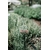 Photos gratuites de à base de plantes, agriculture, aménagement paysager