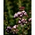 photos-gratuites-de-aromatique-beaute-du-jardin-beaute-naturelle