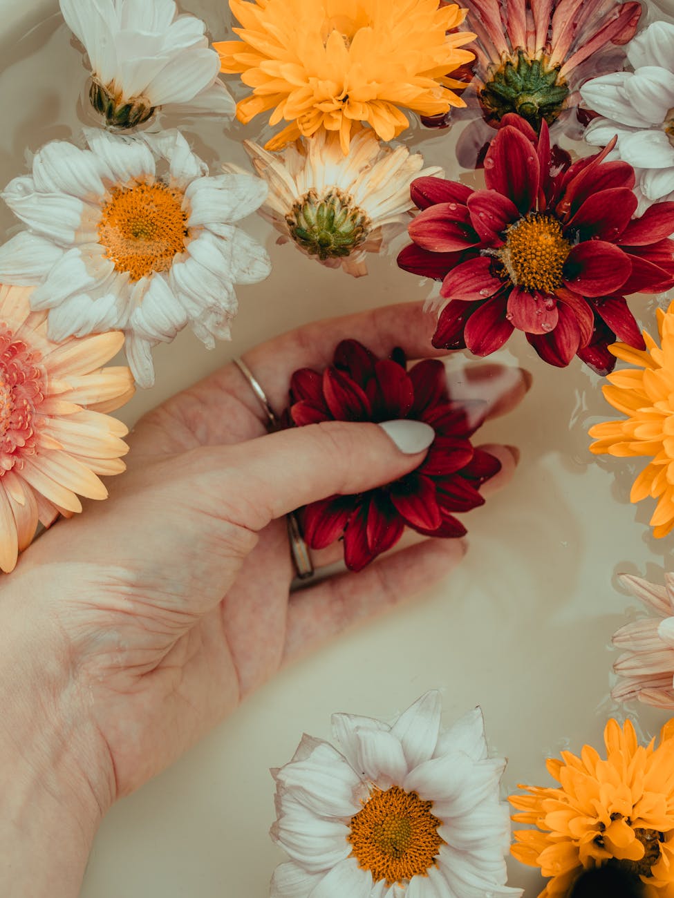 photos gratuites de apaisant bain de lait bain floral
