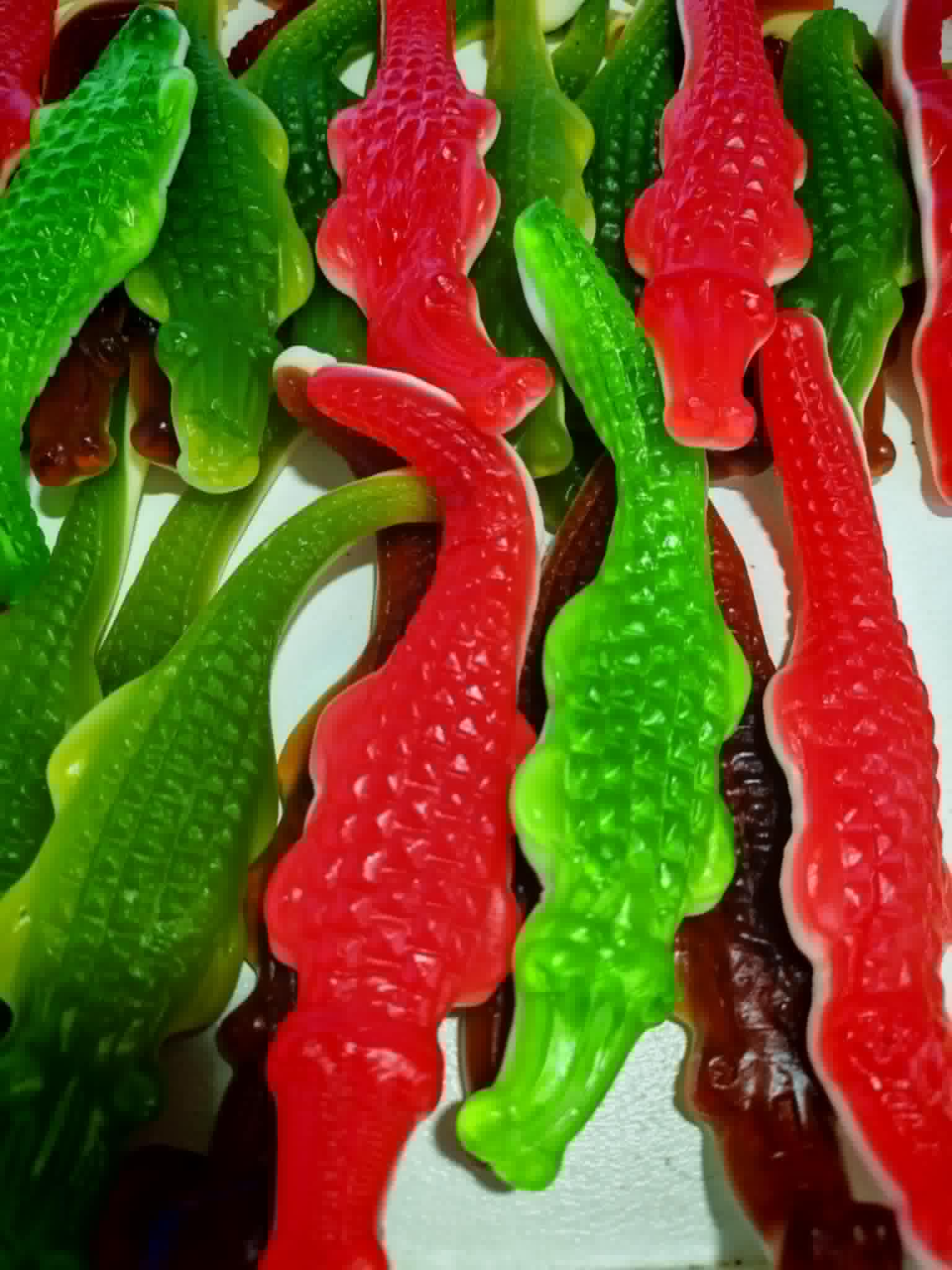 aligator2