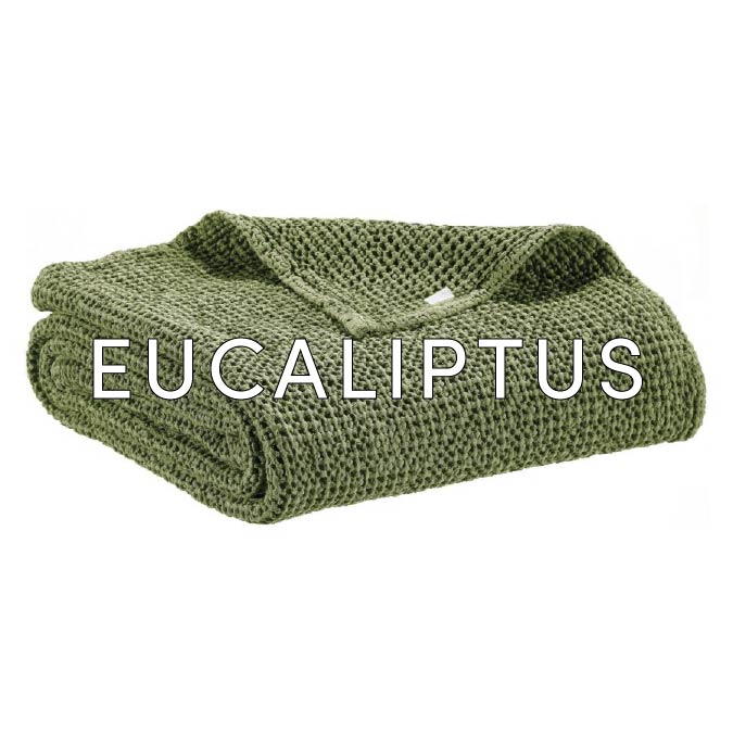 Eucaliptus