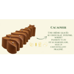 cacaoyer